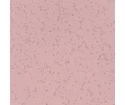 290937